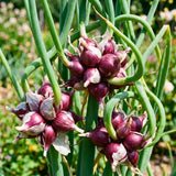 100 Egyptian Walking Onion Seeds for Planting, 100 Count Hardy Perennial Onion Herb Seeds for Outdoor Garden Growing