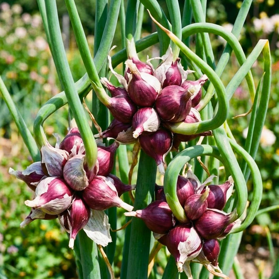 100 Egyptian Walking Onion Seeds for Planting, 100 Count Hardy Perennial Onion Herb Seeds for Outdoor Garden Growing
