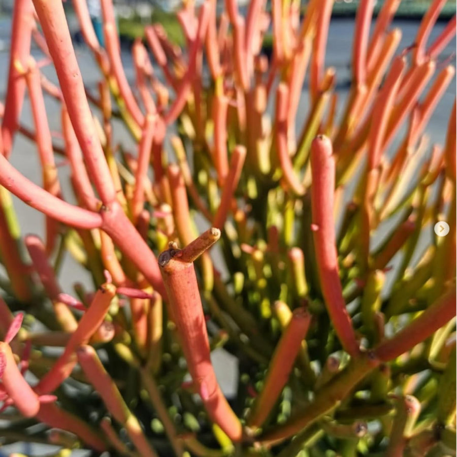 Medium Euphorbia Pencil Cutting Live, Cactus Succulent Cutting Plant Live, Indoor Outdoor Landscape