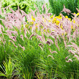2 Fountain Grass Live Plants, Perennial Grass Clumps for Outdoor Landscaping Growing, Ornamental Grasses Ready to Grow 4-9 Inches
