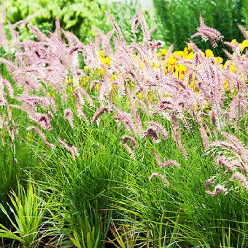 2 Rose Fountain Grass Live Plants, Perennial Grass Clumps for Outdoor Landscaping Growing, Ornamental Grasses Ready to Grow 4-9 Inches