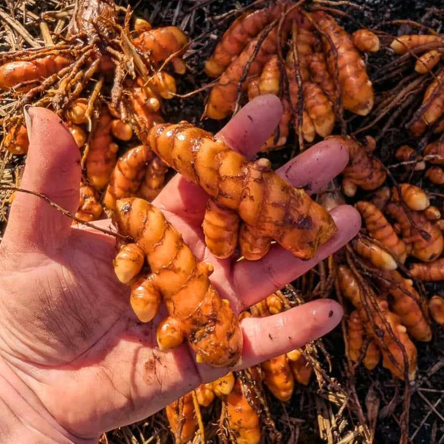 Pack 8 Turmeric Roots for Planting, Fresh Yellow Turmeric Root, Curcuma Longa, Ready for Indoor Outdoor Gardening