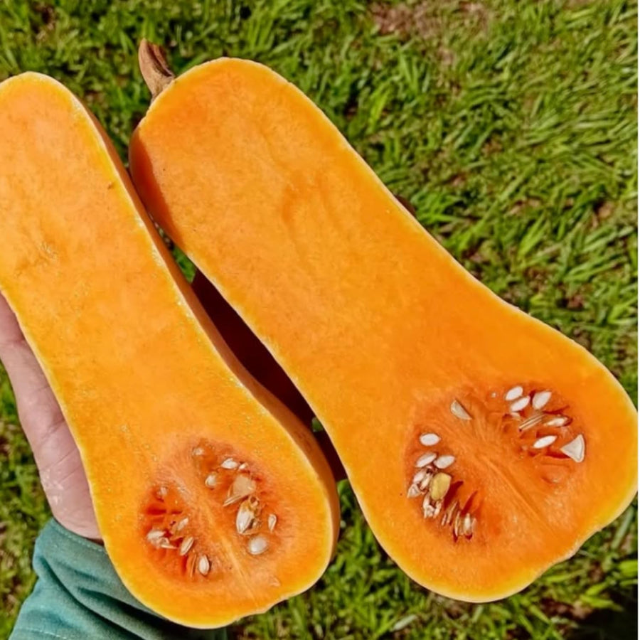 10 Butternut Squash Seeds for Planting, Squash Vegetable Seeds, Grow for Outdoor Garden, Trellis
