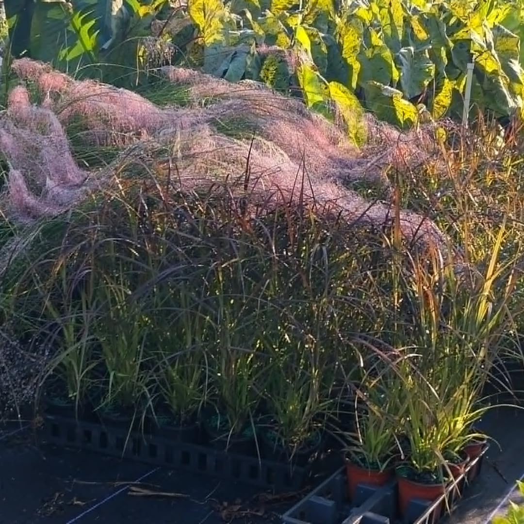 2 Ornamental Grass Plants - Muhly Grasses Live Plants Perennial - 5-9 Inc Tall - Live Grass Seedlings Indoor Outdoor (Pink Muhly Grass)