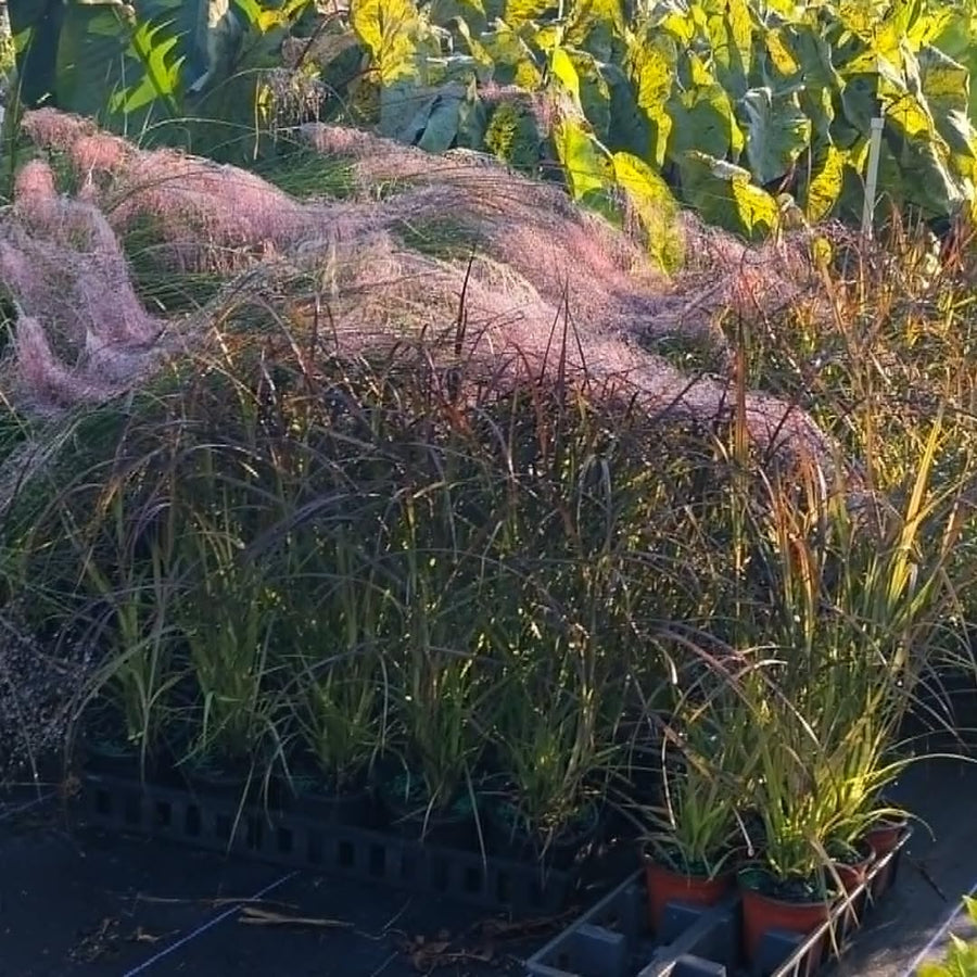2 Ornamental Grass Plants - Muhly Grasses Live Plants Perennial - 5-9 Inc Tall - Live Grass Seedlings Indoor Outdoor (Pink Muhly Grass)