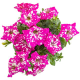 2 Pink Petunia Plants Live, Vibrant Flowering Seedlings, 5-9 Inches Tall for Outdoor Spaces, Petunia Flowers