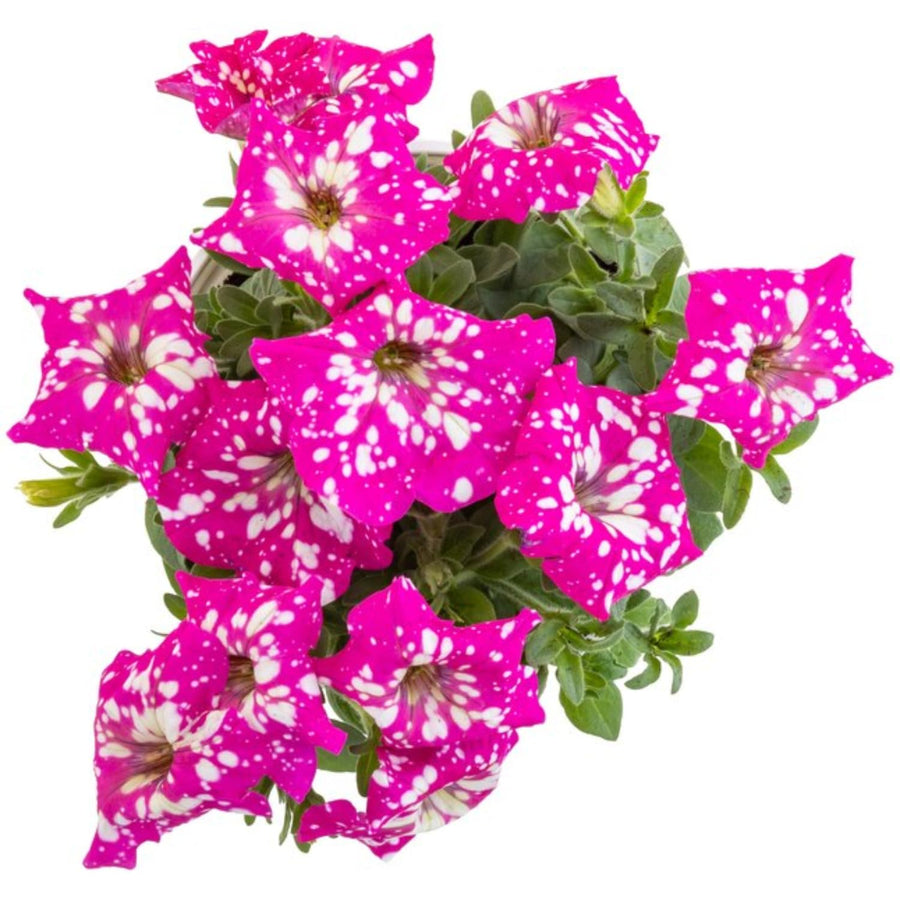 2 Pink Petunia Plants Live, Vibrant Flowering Seedlings, 5-9 Inches Tall for Outdoor Spaces, Petunia Flowers