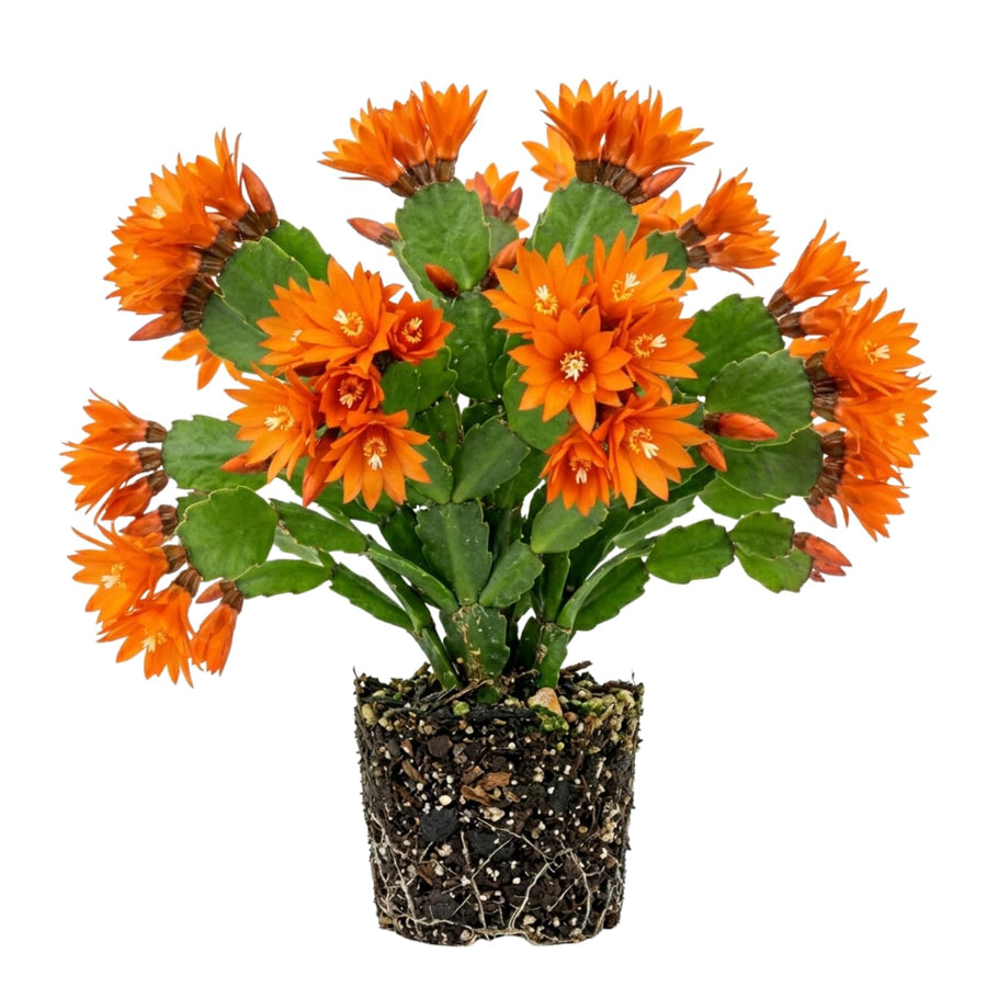 Orange Easter Cactus Plant Live, Vibrant Blooming Cactus, 6'' Tall in 4 Inches Pot, Holiday Cactus, Flowering Succulent for Indoor Outdoor Planting