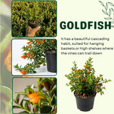 Trailing Goldfish Plant, Goldfish Plants Live Houseplants in 4 Inches Pot, Bright Blooms Flowers for Hanging Basket, Rare Indoor Succulents, 4 to 7 Inches Tall