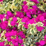 Set of 2 Trailing Bougainvillea Plants Live, Bougainvillea Flowering Vines, 5-9” Tall, Well-Rooted (Raspberry Ice Bougainvillea)