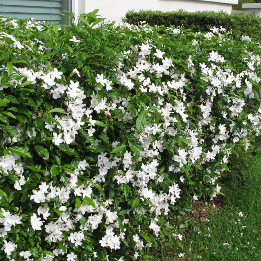 Live Crepe Jasmine Plant in Half Gallon Pot, Fragrant White Jasmine Flowers Bush, 8-14'' Tall, Garden and Container Planting