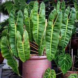Philodendron Live Plant, Rare Houseplant, 5-8" Tall Tropical Foliage Indoor Plant for Decoration Home Garden (Heart-Shaped Long Leaf Philodendron)