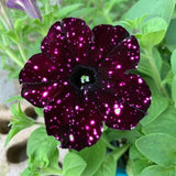 2 Sky Petunia Plants Live, Vibrant Flowering Seedlings, 5-9 Inches Tall for Outdoor Spaces, Petunia Flowers