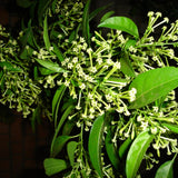 Night Blooming Jasmine Plant Live, Night Jasmine Live Plants Climbing Vine No Pot Indoor Outdoor Fragrant Flower Garden Planting