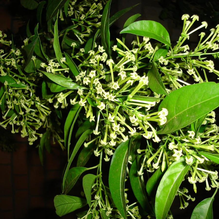Night Blooming Jasmine Plant Live, Night Jasmine Live Plants Climbing Vine No Pot Indoor Outdoor Fragrant Flower Garden Planting