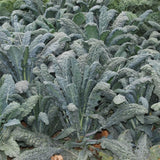 2 Pots Blue Kale Plants, 3-7 Inch Tall Plant in 4 Inch Pot, Well Rooted Kale Plants, Vegetable for Garden, Container Planting