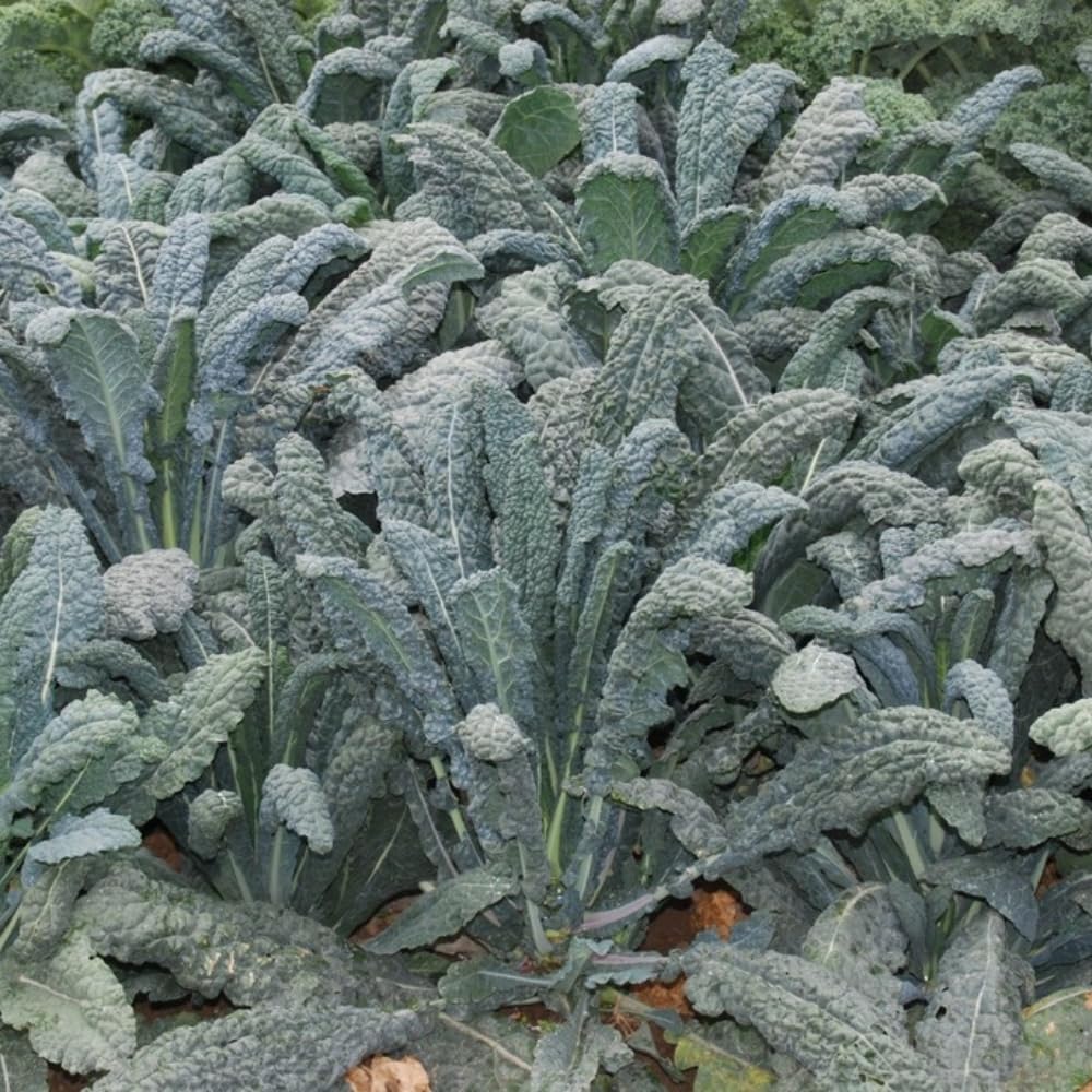 2 Pots Blue Kale Plants, 3-7 Inch Tall Plant in 4 Inch Pot, Well Rooted Kale Plants, Vegetable for Garden, Container Planting