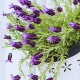 Lavender Plant Live, Purple Lavender Live Plant, Perennial Flower Herbs Plant Gardening 4 Inc Potted