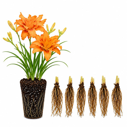 10 Double Orange Daylily Roots, Hardy Perennial Flower for Garden Beds and Borders Planting, Easy Care, Ready to Grow