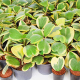 Variegated Hoya Kerrii Live Plant, 4 Inch Pot, Hoya Heart Plants Live Houseplants Indoor Outdoor, Multiple Leaves