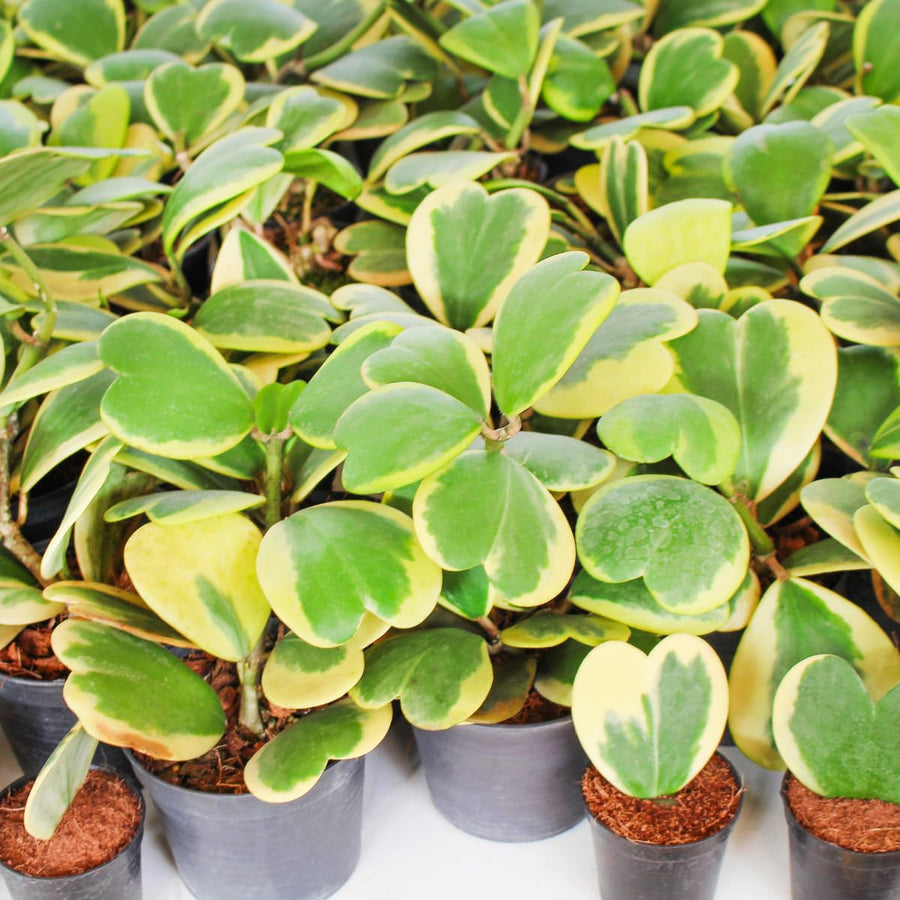 Variegated Hoya Kerrii Live Plant, 4 Inch Pot, Hoya Heart Plants Live Houseplants Indoor Outdoor, Multiple Leaves