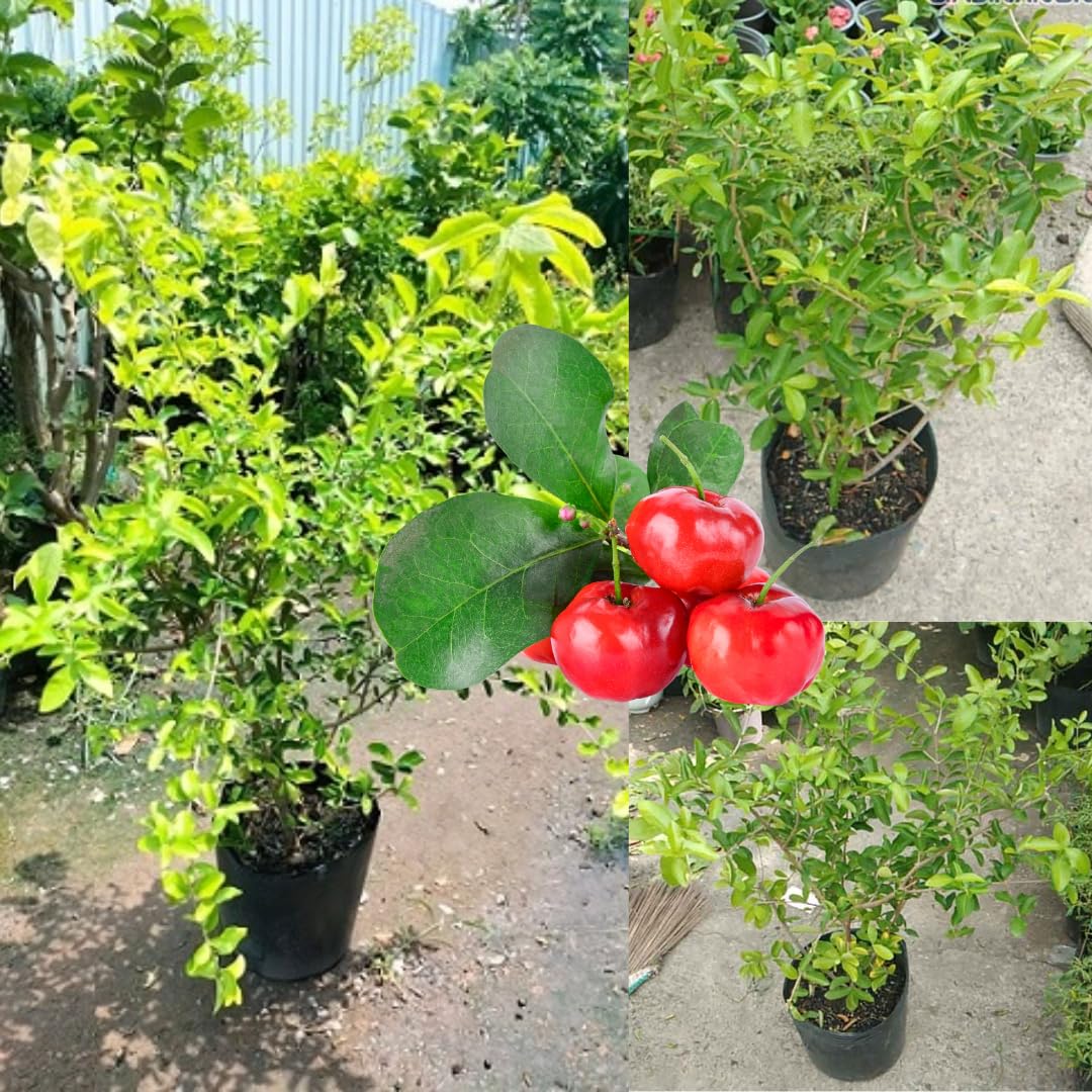 Acerola Barbados Cherry Plant Live, 2 Years Old Early Fruiting Cherry Fruit Live Plant, Sweet Tropical Fruit Tree, 2 feet Tall for Outdoor Garden
