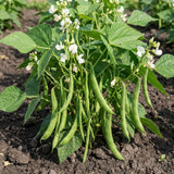 2PPP Green Bean Plant Live in 4 Inch Pot, Bean Live Plant 5 Inches Tall, Well Rooted Vegetable Plant for Growing