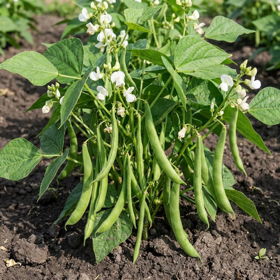 2PPP Green Bean Plant Live in 4 Inch Pot, Bean Live Plant 5 Inches Tall, Well Rooted Vegetable Plant for Growing
