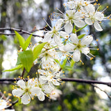 Set 2 Wild Plum Trees Live Plants, 12-24 Inch Tall, Sweet Plum Plant Live for Planting, Bareroots Dormant