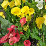 Set of 4 Mixed Calla Lily Bulbs, Calla Lily Bulbs for Planting, Vibrant Blooming Flowers for Garden Beds, Patio Pots, Balcony Planters, and Indoor Growing