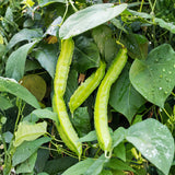 10 Winged Bean Seeds for Planting, Tropical Vegetable Seeds, Climbing Bean Vine Seeds for Garden and Trellis Growing