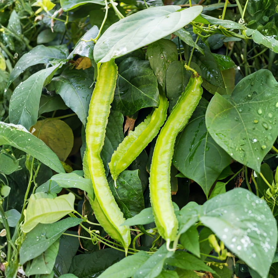 10 Winged Bean Seeds for Planting, Tropical Vegetable Seeds, Climbing Bean Vine Seeds for Garden and Trellis Growing