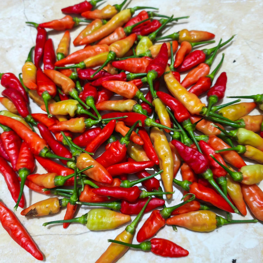 100 Bird Chili Pepper Seeds for Planting, Chili Seed for Garden, Containers