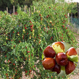 8 Months Old Li Jujube Tree Live Plant in Pot, 10 to 14 Inches in Tall, Rare Fruit Tree, High Yield, Dormant in Winter