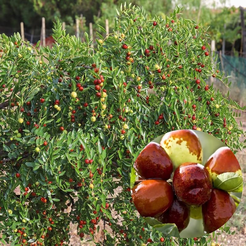 8 Months Old Li Jujube Tree Live Plant in Pot, 10 to 14 Inches in Tall, Rare Fruit Tree, High Yield, Dormant in Winter