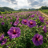 Purple Hibiscus Plant Live, Hardy Hibiscus Plants Live 5-7 Inches Tall, Vibrant Blooming Flower, Well-Rooted Plant for Home Garden Indoor Outdoor
