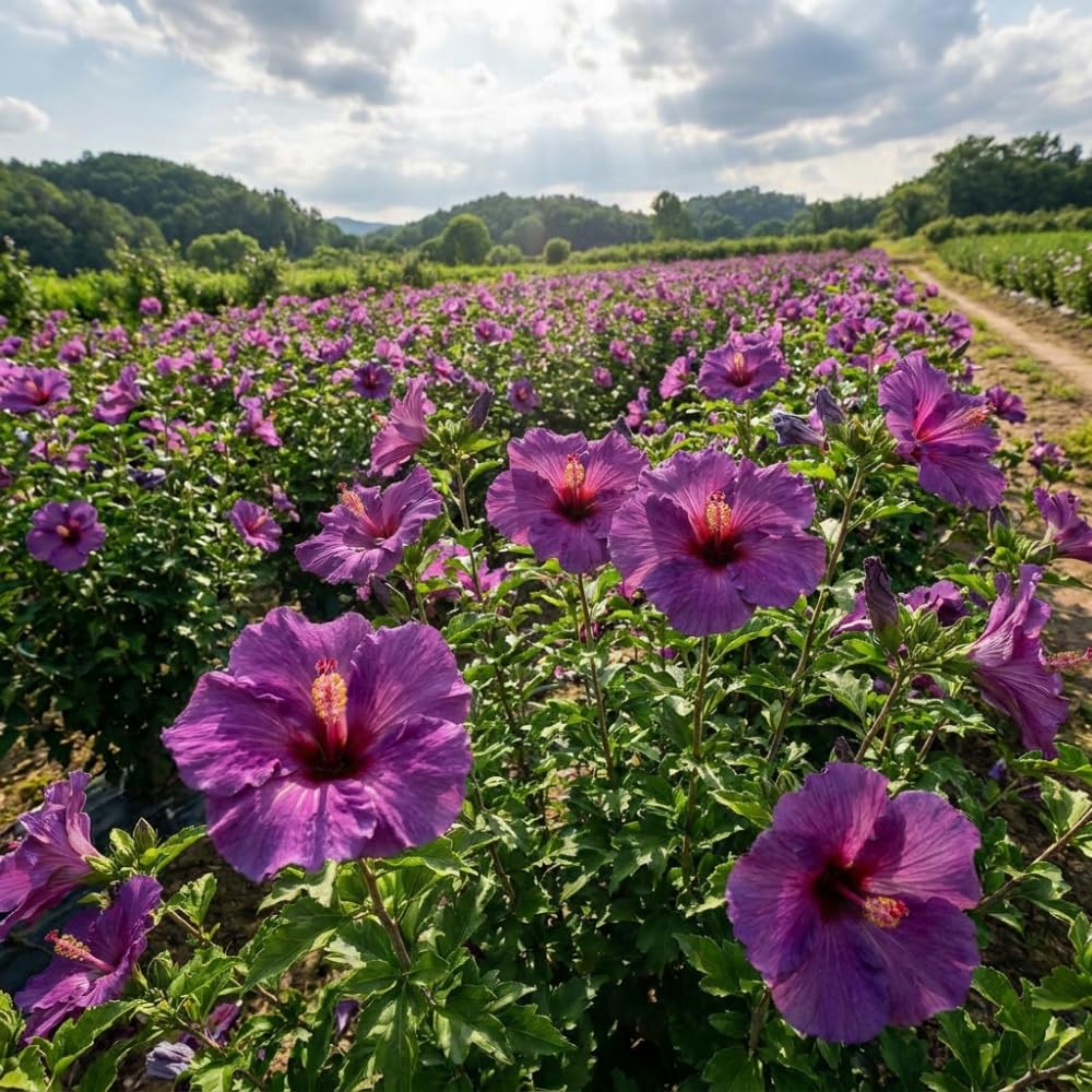 Purple Hibiscus Plant Live, Hardy Hibiscus Plants Live 5-7 Inches Tall, Vibrant Blooming Flower, Well-Rooted Plant for Home Garden Indoor Outdoor
