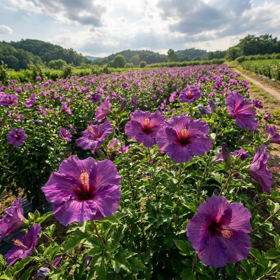 Purple Hibiscus Plant Live, Hardy Hibiscus Plants Live 5-7 Inches Tall, Vibrant Blooming Flower, Well-Rooted Plant for Home Garden Indoor Outdoor