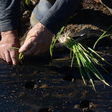 Set 5 Egyptian Walking Onion Plants, 2 Year Old Live Perennial Vegetable