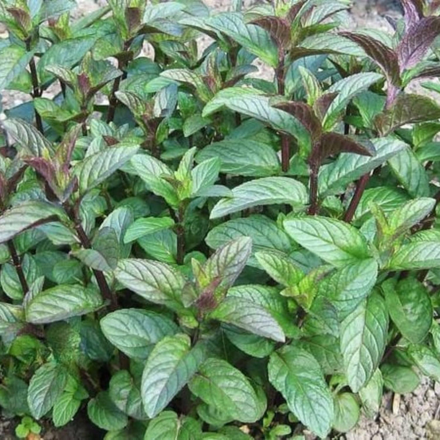 TANKDA Sets 2 Live Mint Plants Herb in 3.5" Pot, Fresh Chocolate Mint for Indoor Outdoor Growing, Spring Planting, 5-9" in Tall