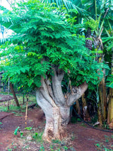 Dwarf Moringa Tree Live Plant in Half Gallon Pot, Well-Rooted Drumstick Malunggay Plant Live, Oleifera Moringa Horseradish Planting Outside, No CA