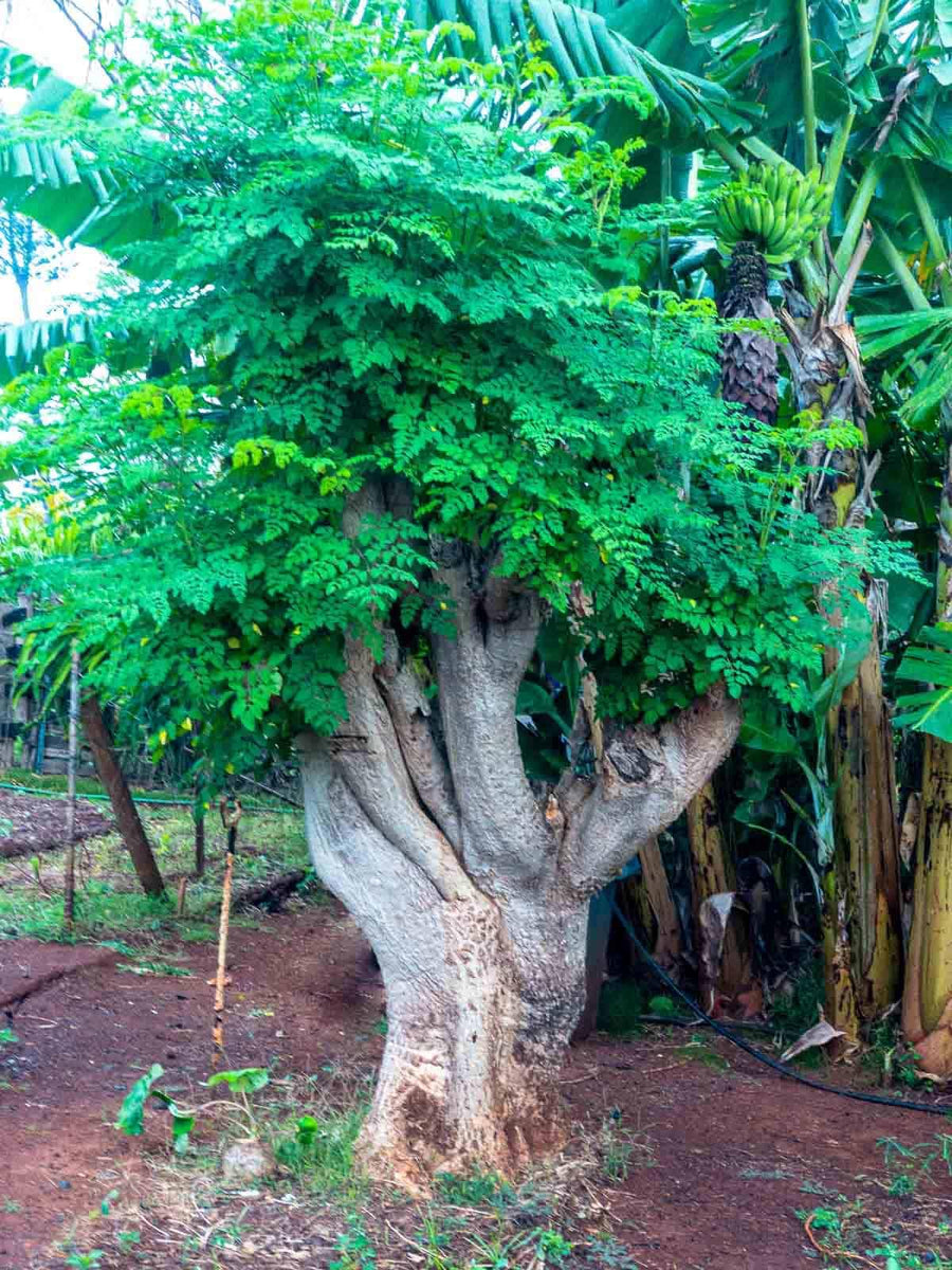 Dwarf Moringa Tree Live Plant in Half Gallon Pot, Well-Rooted Drumstick Malunggay Plant Live, Oleifera Moringa Horseradish Planting Outside, No CA