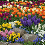 50 Mix Flower Bulbs for Spring Planting, Spring Garden, Early Colorful Blooms, Winter Hardy, Ground Cover Flowerbeds, Borders