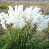 2 Mixed Pampas Grass Plants Live, Live Pampas Grass Plant Ornamental Grass Plant Perennial, from 5 Inc to 7 Inc Tall