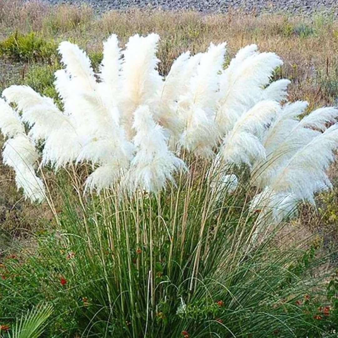 2 Mixed Pampas Grass Plants Live, Live Pampas Grass Plant Ornamental Grass Plant Perennial, from 5 Inc to 7 Inc Tall