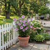Set 10 Rose of Sharon Seeds for Planting, Purple Pink Hibiscus Shrub, Long Blooming Perennial, Rose of Sharon Flowers for Indoor Outdoor Growing