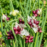 200 Walking Onion Seeds for Planting, Hardy Perennial Vegetable Egyptian Walking Onion Seeds for Indoor Outdoor Garden and Patio Growing