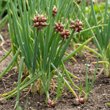 Set 10 Walking Onion Bulbs, 2 Years Old Perennial Garden Onion