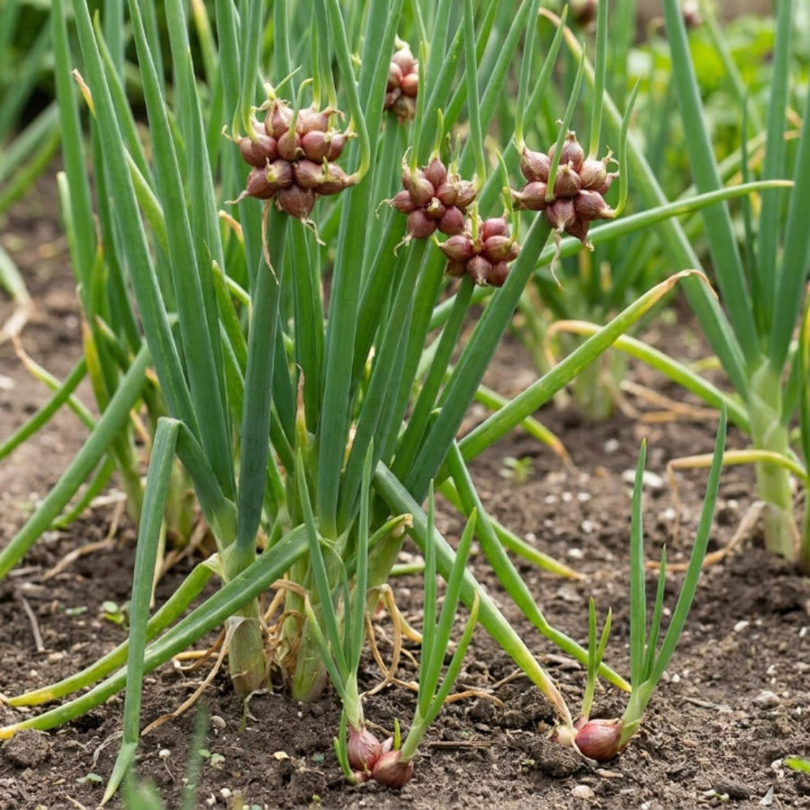 Set 10 Walking Onion Bulbs, 2 Years Old Perennial Garden Onion