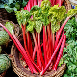 Set 5 Red Rhubarb Plants Roots for Planting, Rhubarb Root Plant, Rhubarb Plants Live Root, Hardy Vegetable